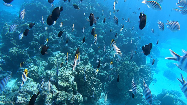 Snorkeling pendant votre croisière wing en Polynésie